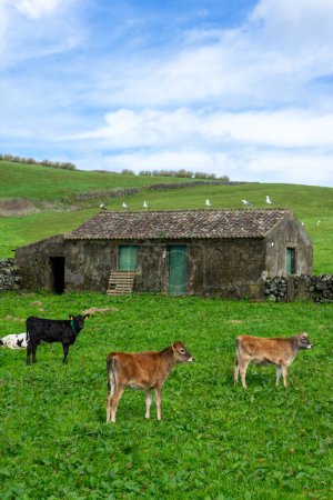 Drei junge Kühe grasen auf einer saftigen Weide mit einem traditionellen Haus von der Insel Terceira, Azoren, und Möwen auf dem Dach.