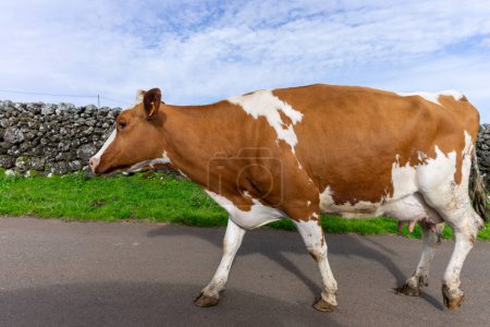 Foto de Vaca lechera agraciada paseando por una carretera en la isla de Terceira, Azores. - Imagen libre de derechos