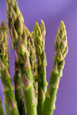 Vibrant green asparagus contrast beautifully against a rich purple background. Perfect for culinary concepts or healthy lifestyle designs.