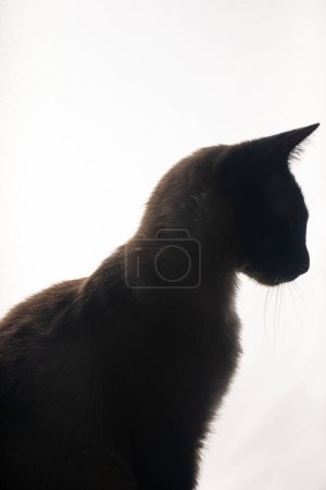 Photo for A young Siamese cat in silhouette against a bright white background. The soft glow from behind outlines its graceful shape and iconic pointed ears, emphasizing the sleek lines and striking features. - Royalty Free Image