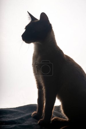 Un jeune chat siamois en silhouette sur fond blanc vif. La douce lueur de derrière souligne sa forme gracieuse et ses oreilles pointues emblématiques, soulignant les lignes épurées et les caractéristiques frappantes.