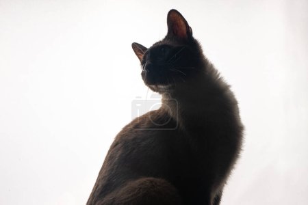 Un jeune chat siamois en silhouette sur fond blanc vif. La douce lueur de derrière souligne sa forme gracieuse et ses oreilles pointues emblématiques, soulignant les lignes épurées et les caractéristiques frappantes.