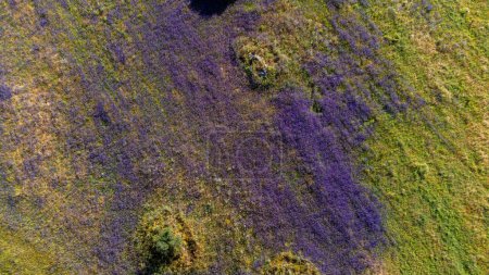 An aerial view of an Alentejo field showcases a vibrant landscape. Lush green vegetation spreads across the terrain, dotted with clusters of purple flowers, creating a picturesque and serene scene.