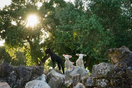 Photo for Three lambs stand atop rocky terrain, framed by the iconic cork oaks of Alentejo. The scene captures a rustic, tranquil setting with the lambs exploring their rugged surroundings. - Royalty Free Image