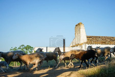 Photo for A flock of sheep races from one pasture to another, crossing a rural road. The scene captures the blurred motion of the sheep against the serene backdrop of rolling hills and a clear sky. - Royalty Free Image
