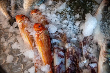 Frische Meeresfrüchte an einem Restaurantfenster mit lebendigen roten Meerbarben und Tintenfischen.
