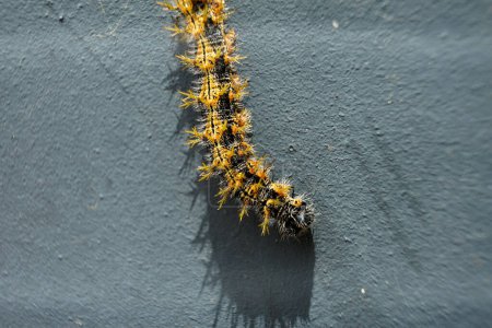 Eine lebhafte Nymphalis polychloros-Raupe mit ihren auffallenden schwarzen und gelben Streifen. Perfekt für Projekte in den Bereichen Natur, Entomologie und Tierwelt.