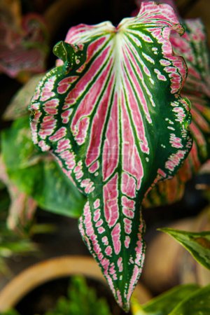 Caladium Thai, una sorprendente variedad de caladio, presenta patrones intrincados y colores vibrantes en sus hojas, aportando un toque de elegancia tropical a cualquier jardín o espacio interior..
