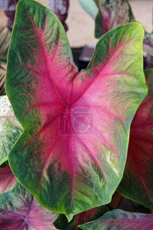 Caladium bi color, also known as "Heart of Jesus," features vibrant, variegated leaves in hues of pink, green, and white, adding lush beauty to indoor and outdoor spaces.