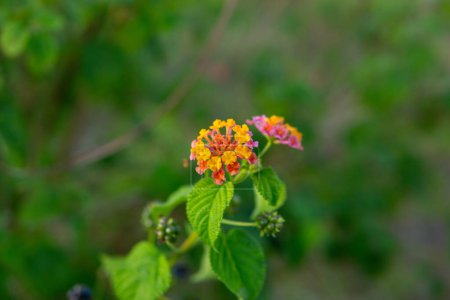 Photo for Beautiful flowers of west indian lantana flowers. Indian lantana close up image. West indian lantana flowers blooming macro shot. - Royalty Free Image