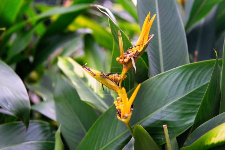 Ein Papageienschnabel heliconia (heliconia psittacorum). Heliconia psittacorum oder Heliconia Golden Fackel oder Falscher Paradiesvogel. Schöne exotische tropische Blumen im Garten mit Blättern Hintergrund.