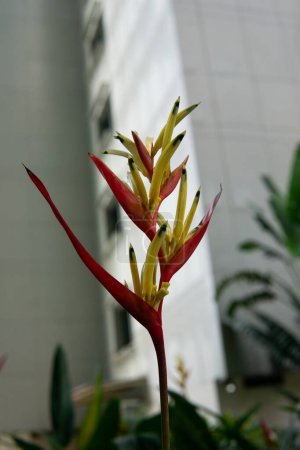 Ein Papageienschnabel heliconia (heliconia psittacorum). Heliconia psittacorum oder Heliconia Golden Fackel oder Falscher Paradiesvogel. Schöne exotische tropische Blumen im Garten mit Blättern Hintergrund.