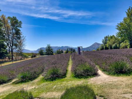 Photo for Lavender farm with rows of lavender with famous lavender door in Wanaka in New Zealand - Royalty Free Image