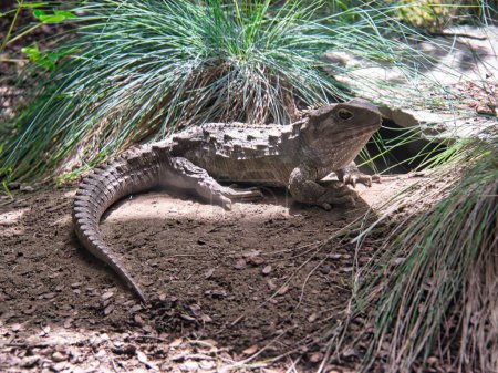 Tuatara Reptil aus nächster Nähe im Nga Manu Wildreservat, Neuseeland