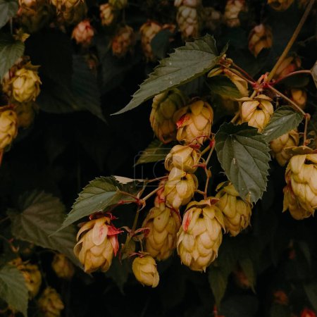Autumn hops with green leaves (Humulus lupulus)
