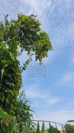 Photo for Wild hops climbing the tree. - Royalty Free Image