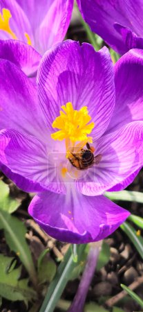 Krokus und Biene in einer wunderschönen violetten Komposition