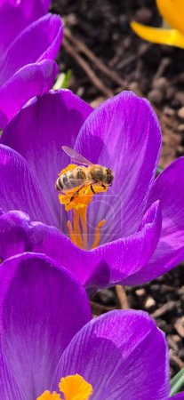 Bee sitting on a crocus flower in the garden 