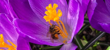 Abeja transportando polen descansando sobre flor de azafrán