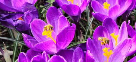 Bees and crocuses in the garden 