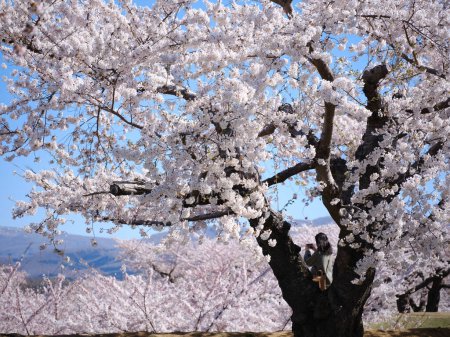 Téléchargez les photos : Someiyoshino fleurs de cerisier au Japon - en image libre de droit