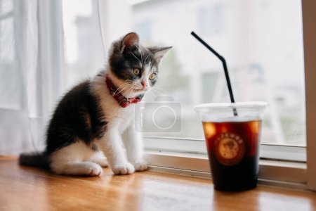 Photo for Ice coffee and cute kitten - Royalty Free Image