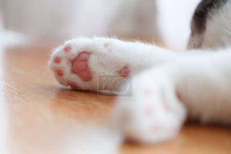 sleeping cat's paw in house
