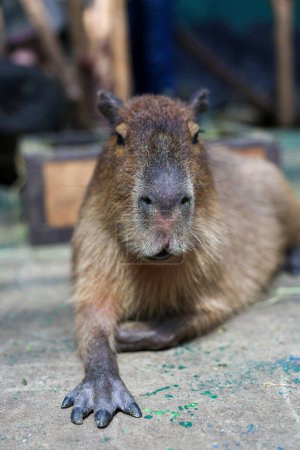 Photo for One capybara in asia zoo - Royalty Free Image