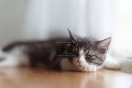 Photo for Slumbering cat near the window - Royalty Free Image