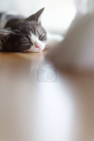 Photo for Slumbering cat near the window - Royalty Free Image