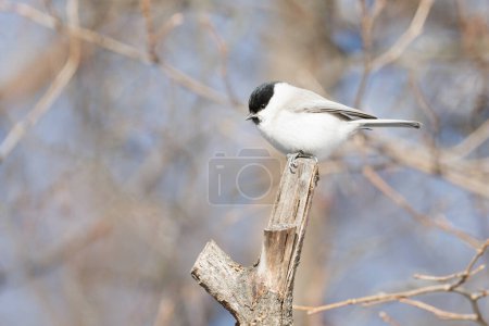 Photo for Willow tit in autumn forest - Royalty Free Image