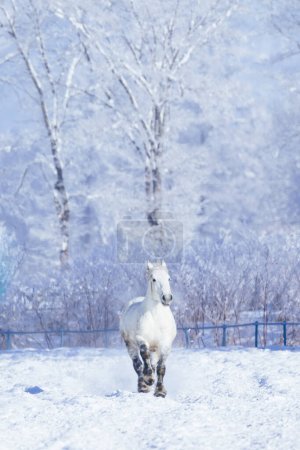 biegnący biały koń zimą