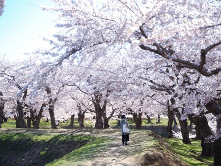Téléchargez les photos : Someiyoshino fleurs de cerisier au Japon - en image libre de droit