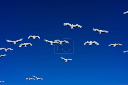 stado żurawi latających na błękitnym niebie