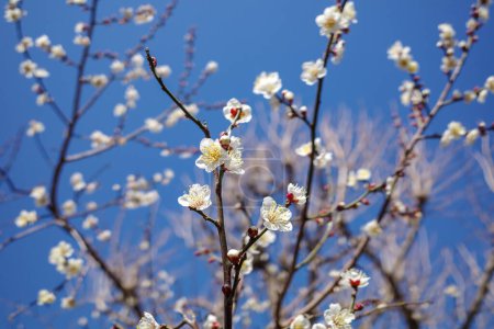 close up at Plum blossom