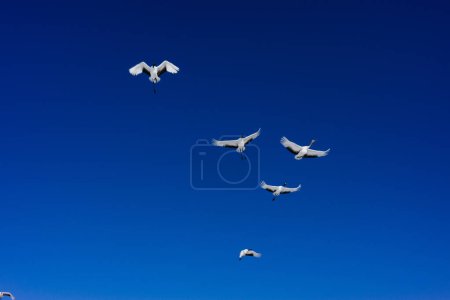stado żurawi latających na błękitnym niebie