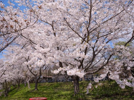 cherry blossoms in matsumae hokkaido