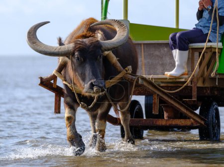 carga de búfalo de agua en la isla de iriomote