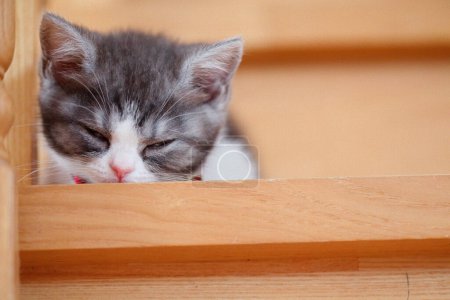 cute kitten on stairs in house
