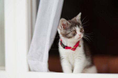 cute kitten near the window