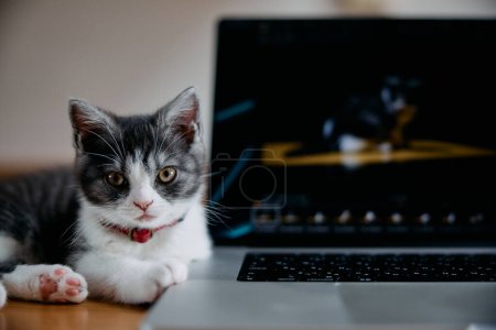 cute kitten by the laptop