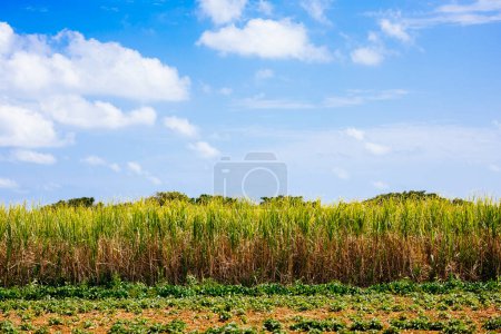 ciel bleu et champ de canne à sucre