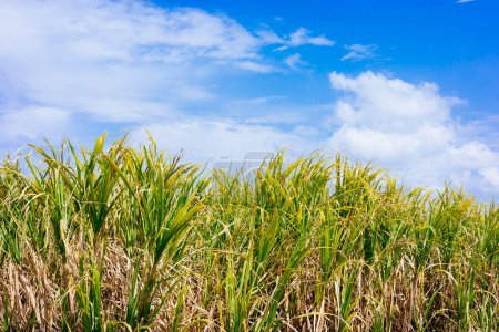 blue sky and sugar cane field
