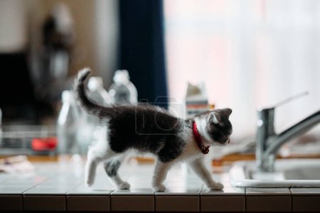 kitten walking on the kitchen