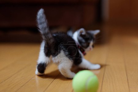Kätzchen spielt mit einem Ball