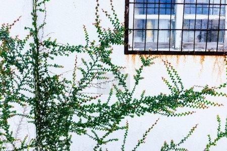 Foto de Paredes blancas y ventanas con hiedra - Imagen libre de derechos