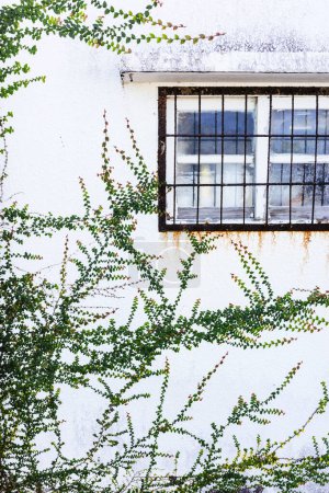 Foto de Paredes blancas y ventanas con hiedra - Imagen libre de derechos