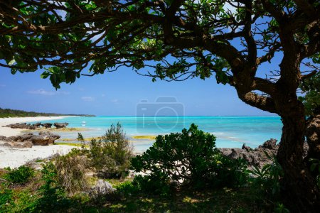 Photo for The sea seen from the shade of a tree - Royalty Free Image