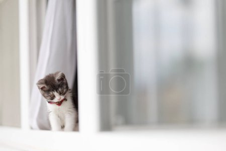 kitten peeking out of the window