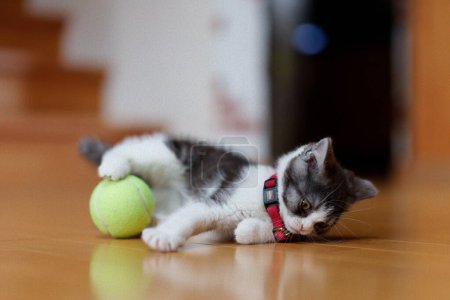 Kätzchen spielt mit einem Ball